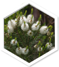 Mikoherb – Prirodni proizvod | Shop Pure Mikoherb – Shop Pure