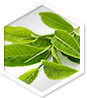 Apolloss – Prirodni proizvod | Shop Pure Apolloss – Shop Pure