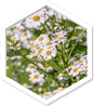 Mikoherb – Prirodni proizvod | Shop Pure Mikoherb – Shop Pure