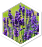 Mikoherb – Prirodni proizvod | Shop Pure Mikoherb – Shop Pure