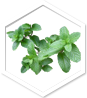 Mikoherb – Prirodni proizvod | Shop Pure Mikoherb – Shop Pure