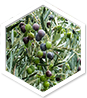 Apolloss – Prirodni proizvod | Shop Pure Apolloss – Shop Pure