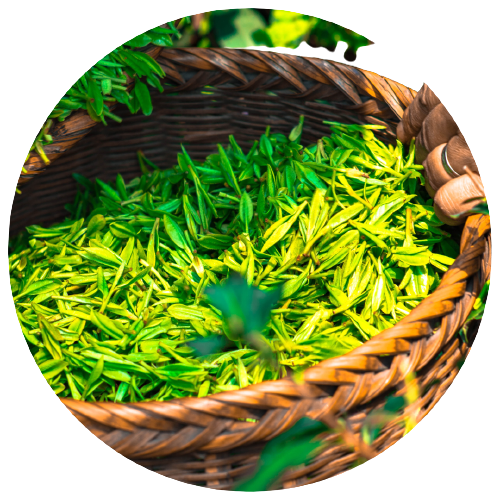 Hypertea Čaj – Prirodni proizvod | Shop Pure Hypertea Čaj – Shop Pure
