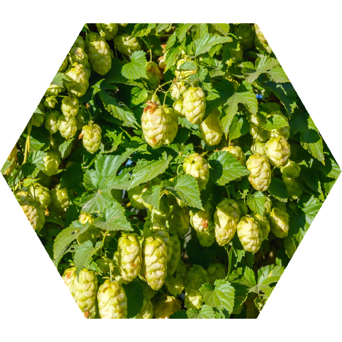 Hypertea Čaj – Prirodni proizvod | Shop Pure Hypertea Čaj – Shop Pure