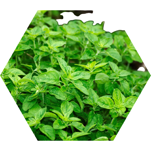 Hypertea Čaj – Prirodni proizvod | Shop Pure Hypertea Čaj – Shop Pure